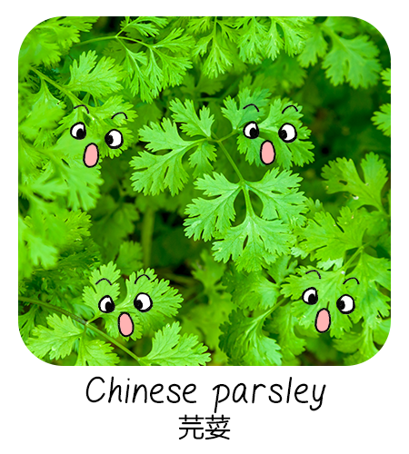chinese parsley